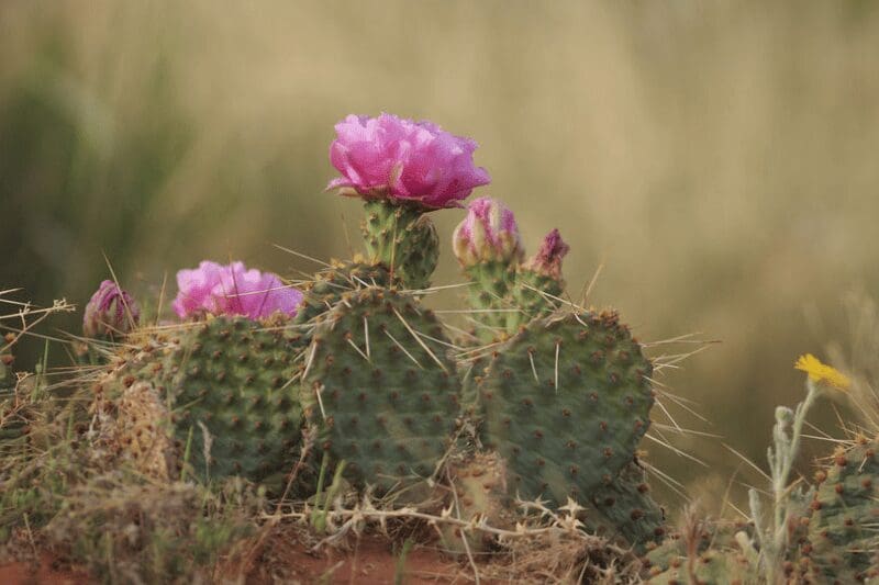 A cactus with pink flowers growing on it.