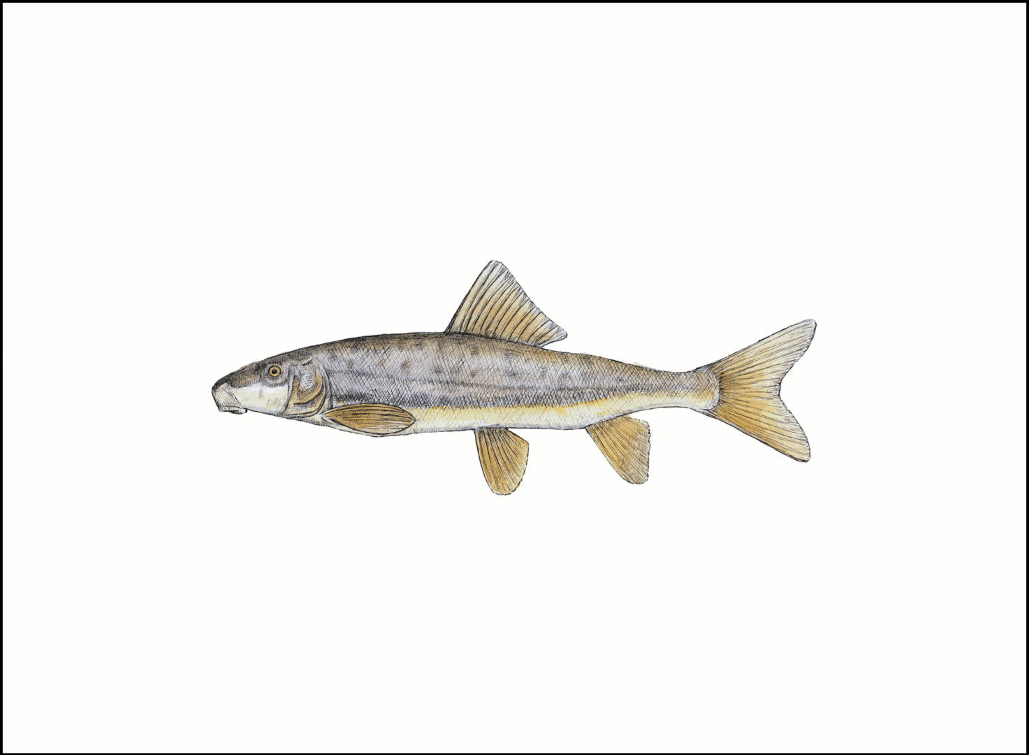 flannelmouth_sucker_dark