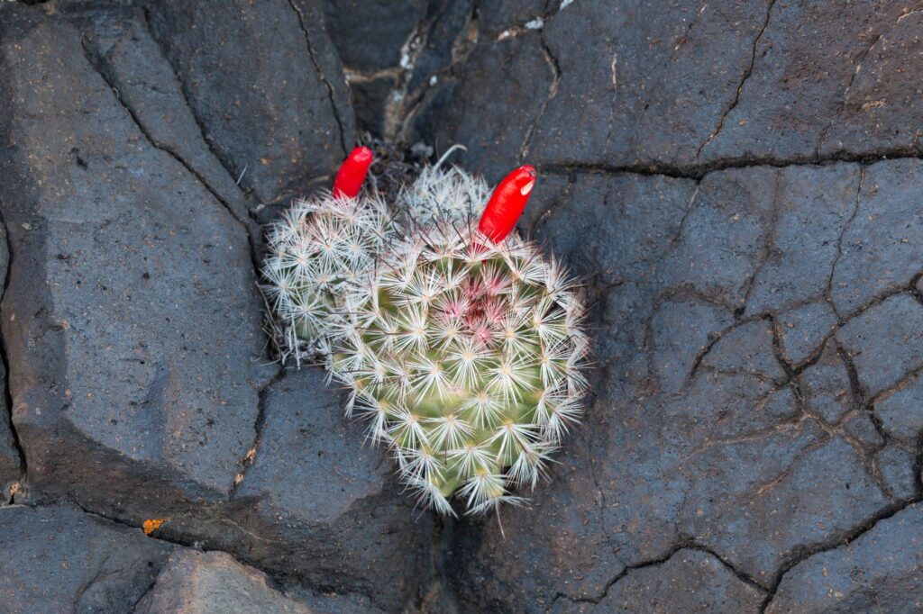 Fishhook Cactus in Virgin River Area Utah