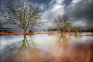 Leafless tree reflected in calm reservoir water