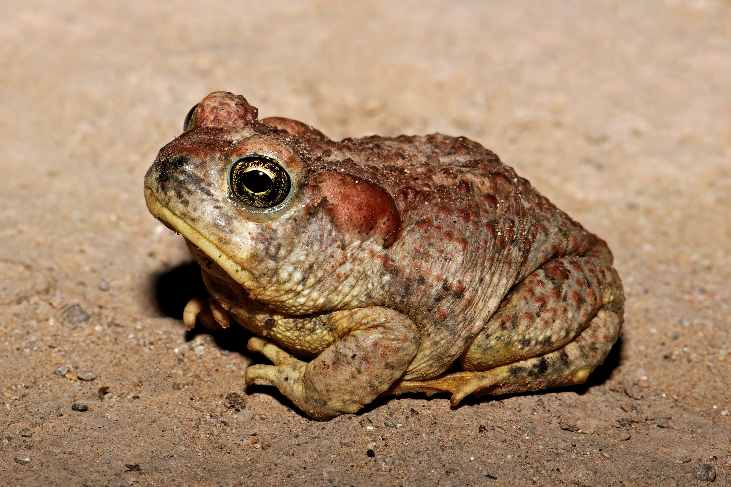 <i/>Arizona Toad</i><br>
<small> By: Rick Fridell</small>
