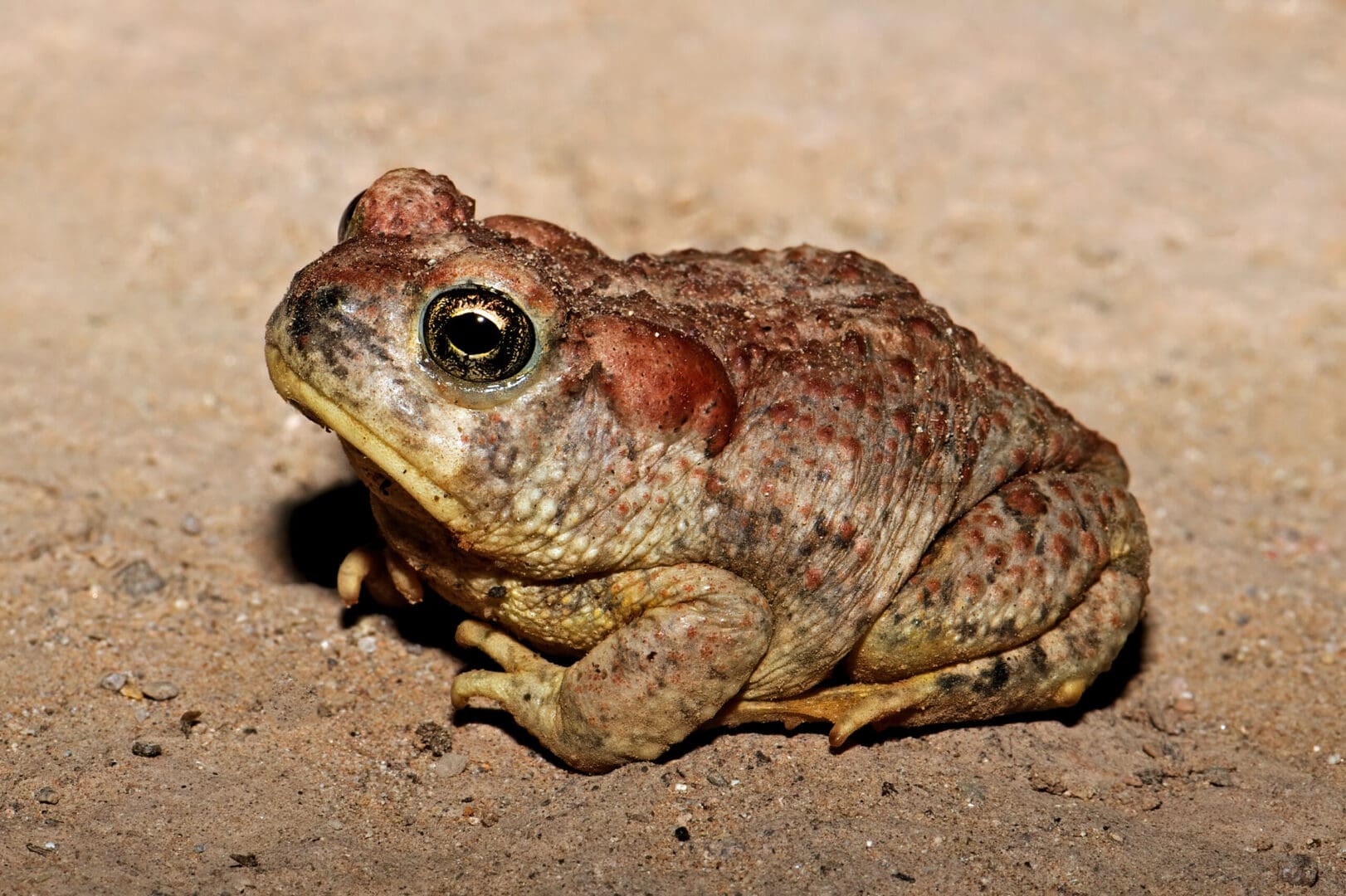 A brown and red frog sitting on top of a dirt ground.