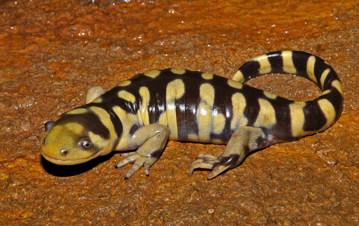 <i/>Western Tiger Salamander</i><br>
<small> By: Rick Fridell</small>
