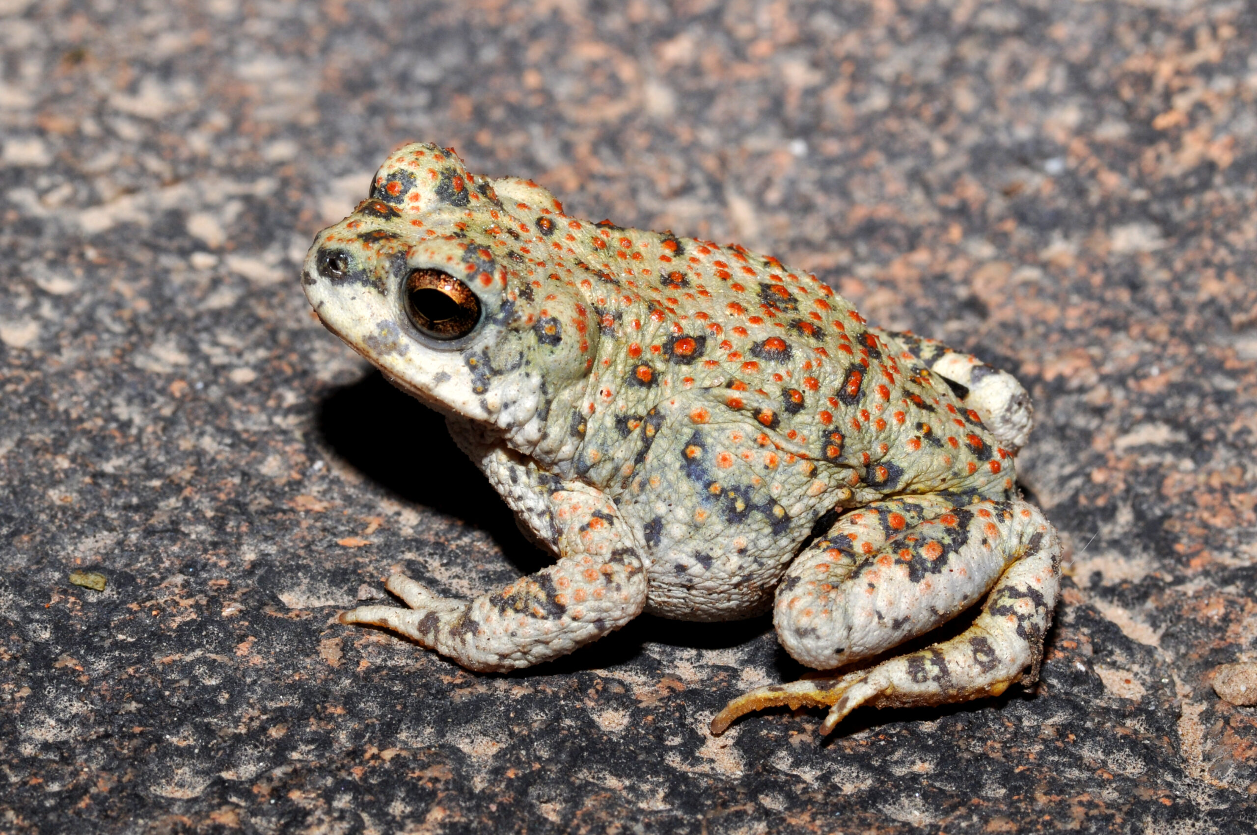 <i/>Red-spotted Toad</i><br>
<small> By: Rick Fridell</small>
