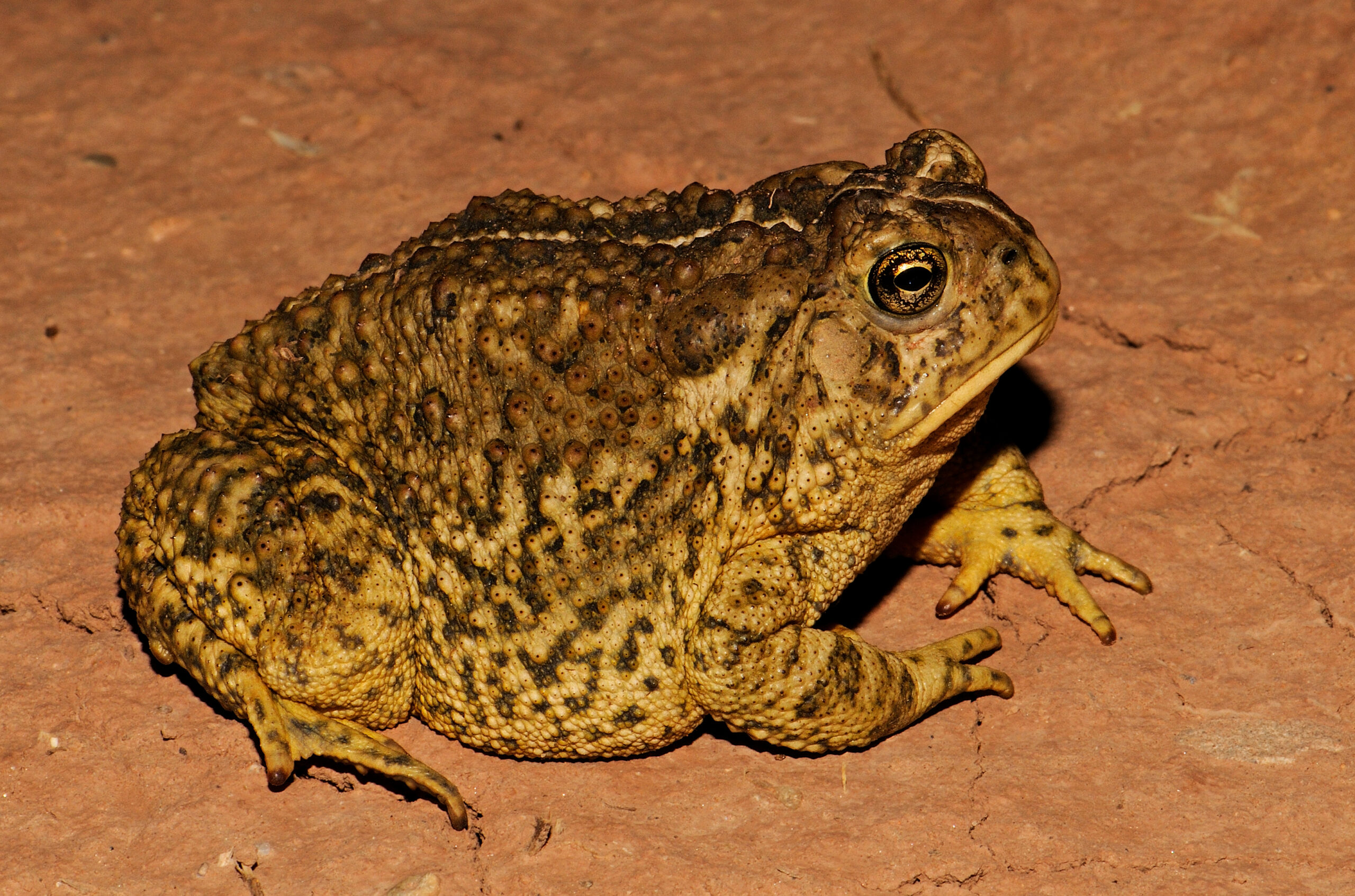 <i/>Woodhouse's Toad</i><br>
<small> By: Rick Fridell</small>
