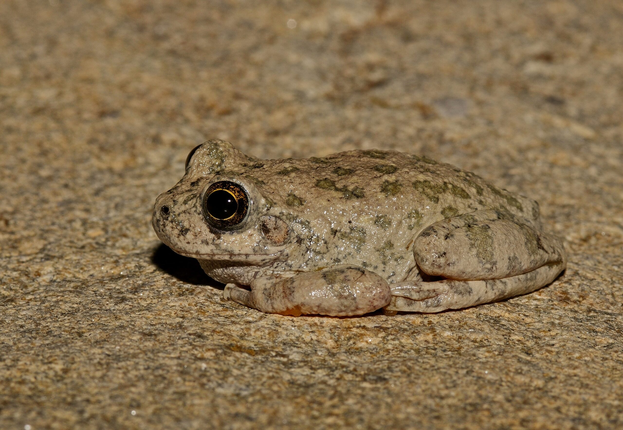 <i/>Canyon Tree Frog</i><br>
<small> By: Rick Fridell</small>
