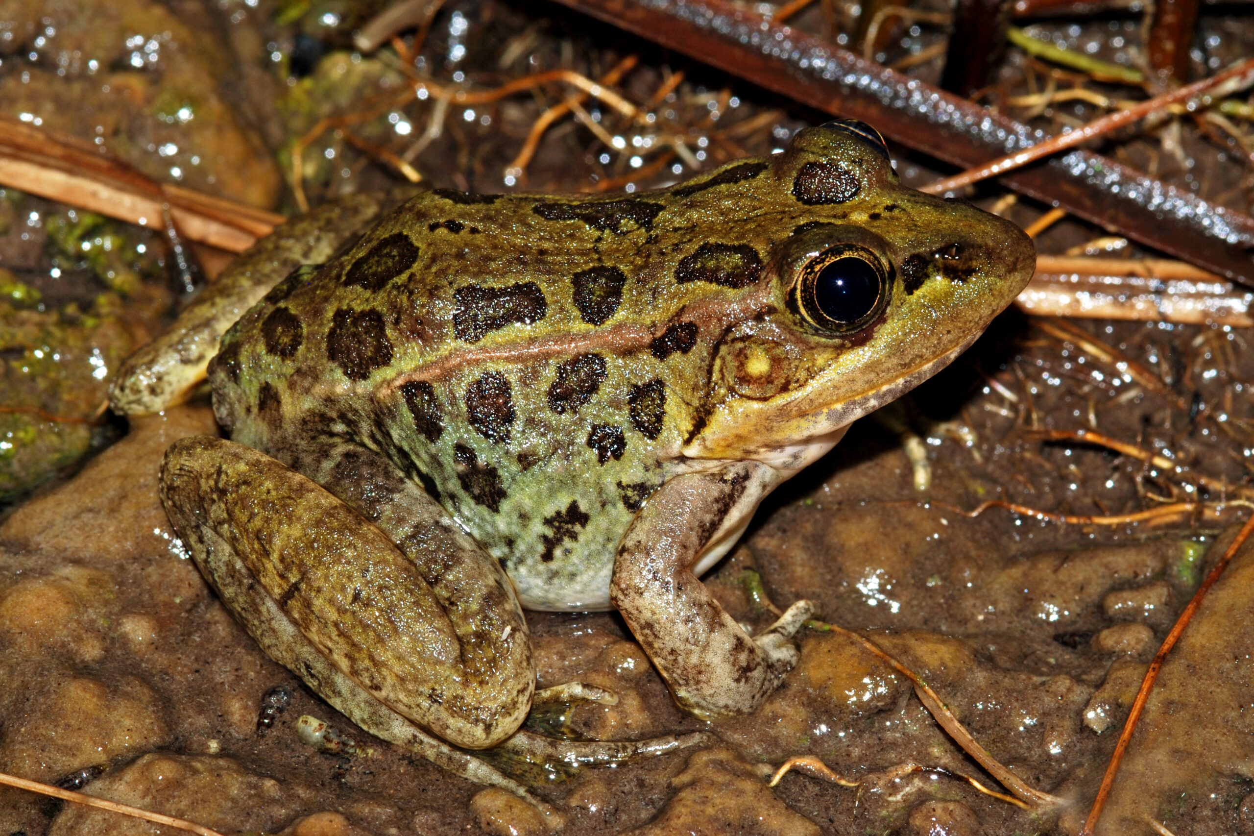 <i/>Relict Leopard Frog</i><br>
<small> By: Rick Fridell</small>
