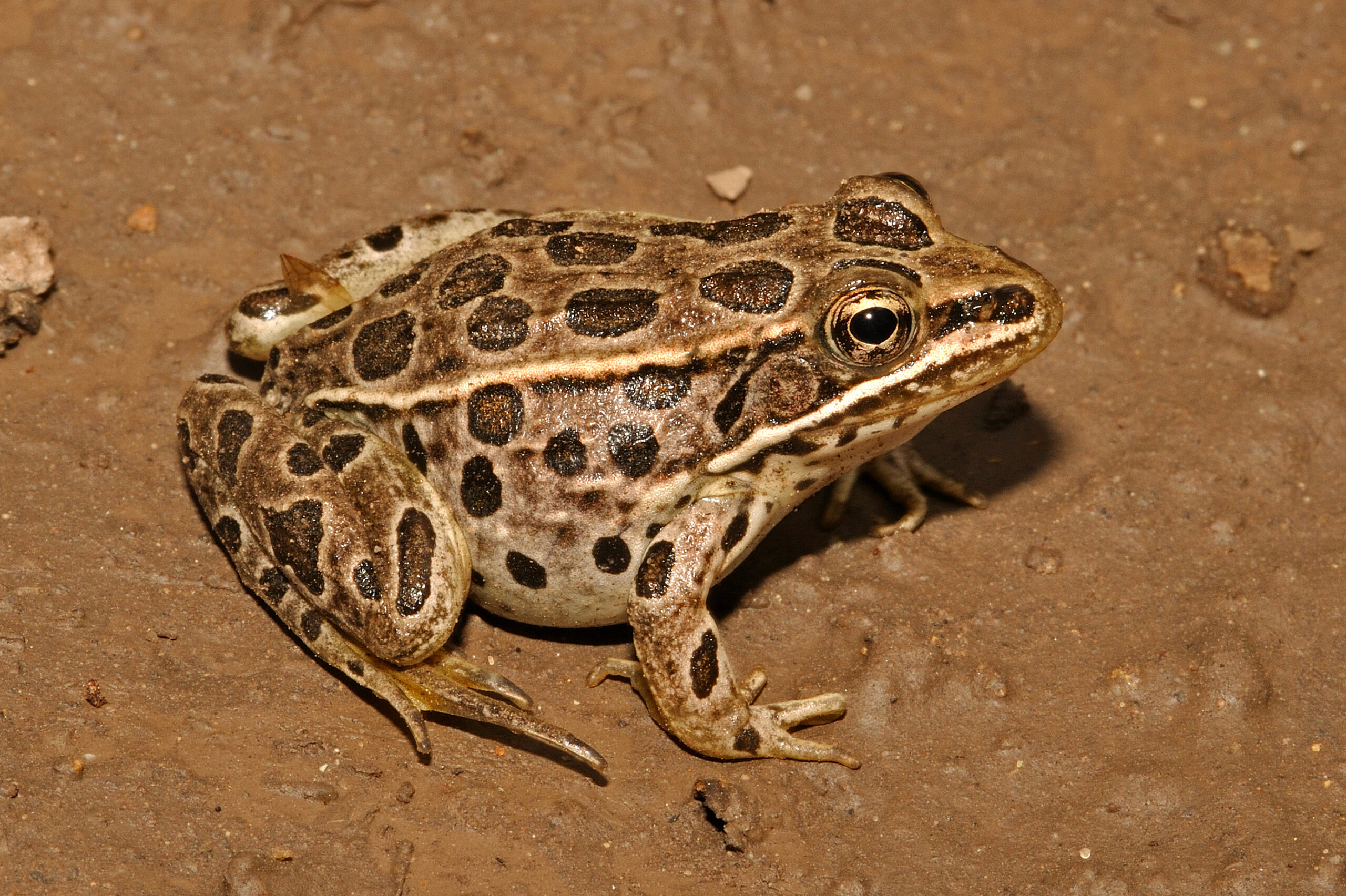 <i/>Northern Leopard Frog</i><br>
<small> By: Rick Fridell</small>
