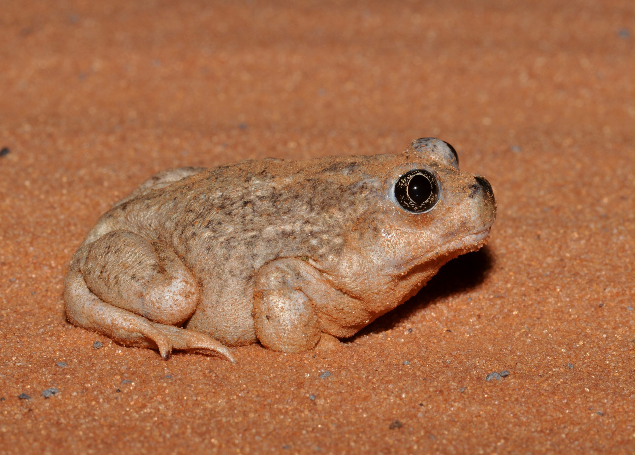 <i/>Spadefoot</i><br>
<small> By: Rick Fridell</small>
