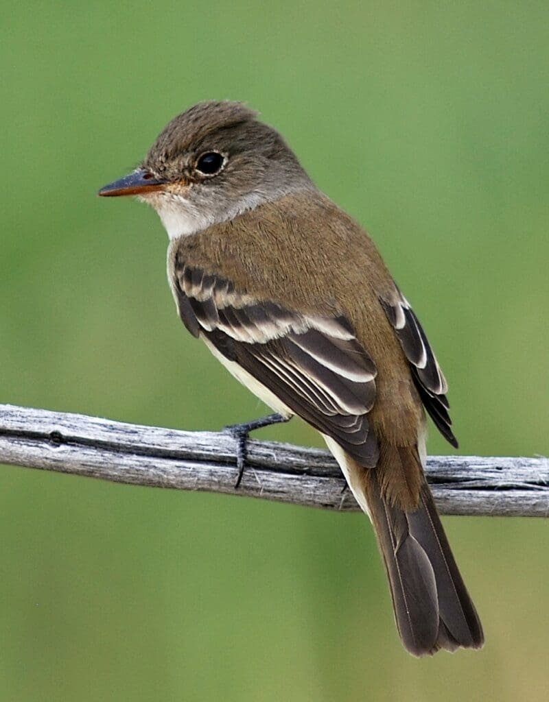 A brown bird sitting on top of a tree branch.