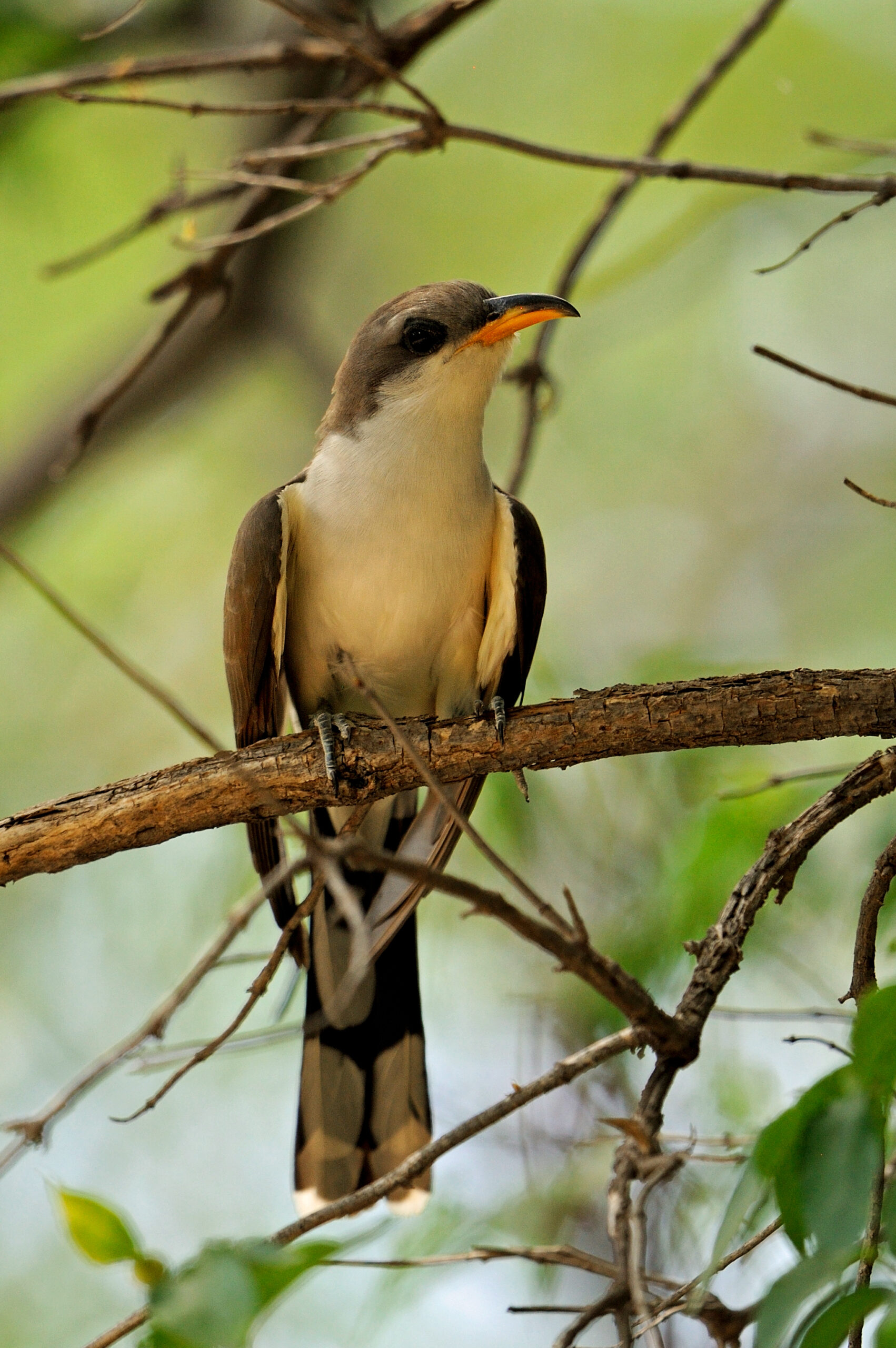 <i/>Western Yellow-billed Cuckoo</i><br>
<small> By: Rick Fridell</small>
