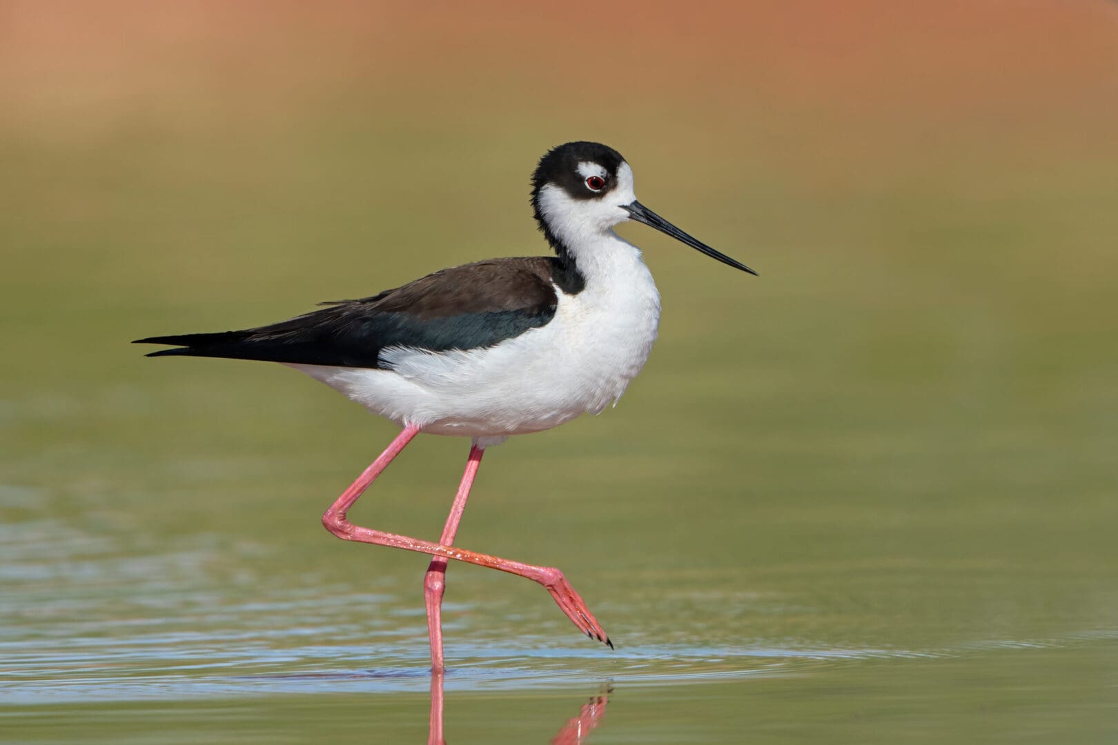 <i/>Black-necked stilt</i><br>
<small> By: Rick Fridell</small>