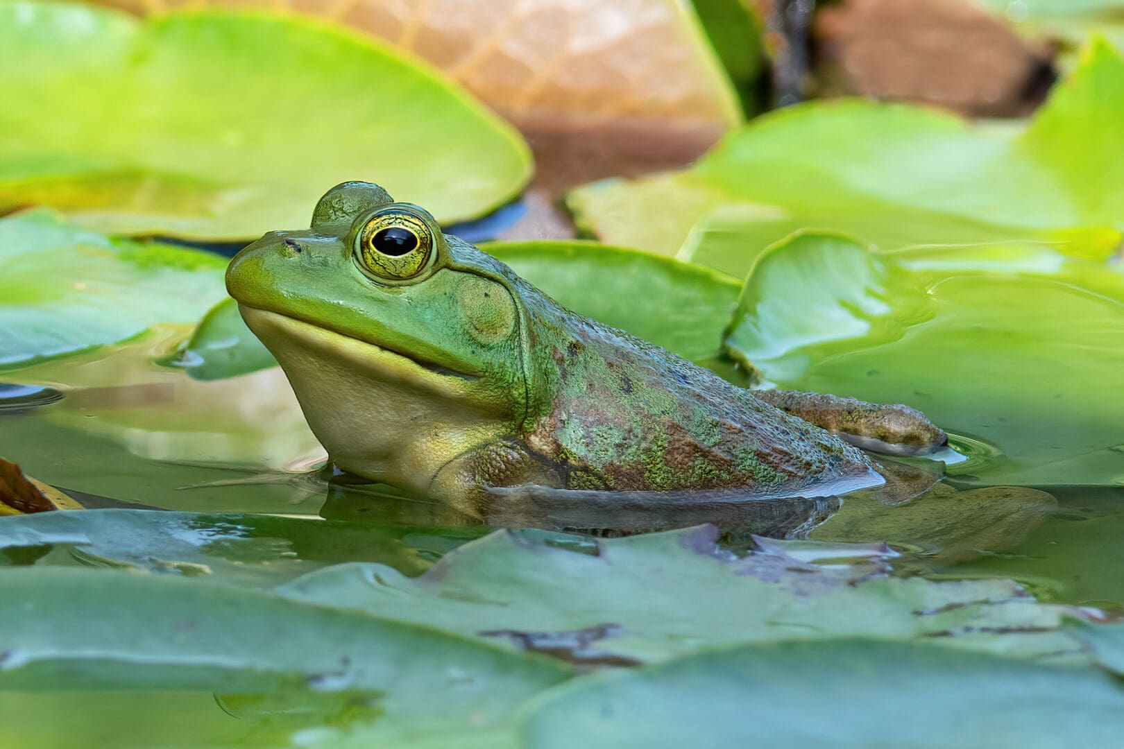 <i/>American Bullfrog</i><br>
<small> By: Rick Fridell</small>
