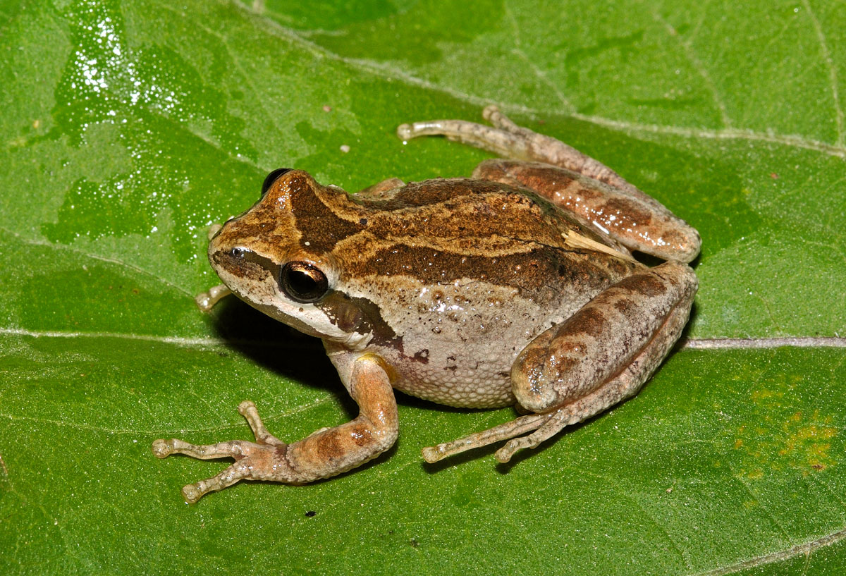 <i/>Baja California Tree Frog</i><br>
<small> By: Rick Fridell</small>
