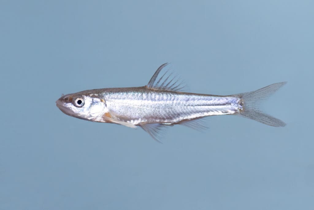 A fish is swimming in the water.