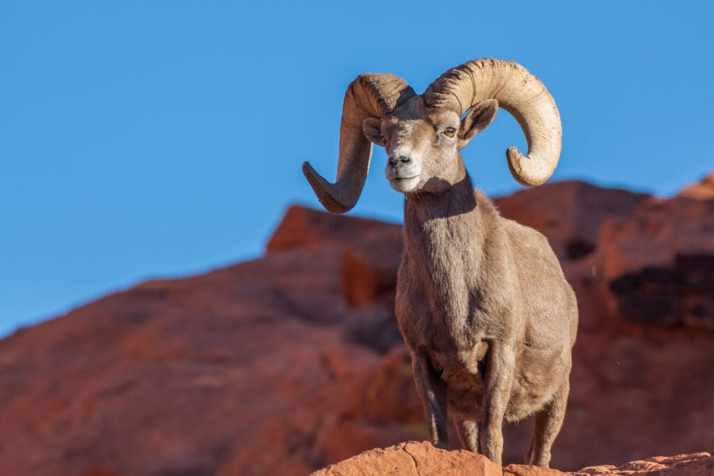 A ram standing on top of a rock.