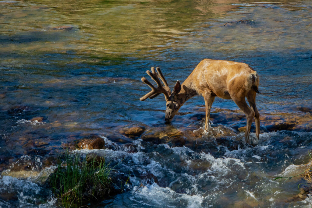 Buck deer cooling off on a hot summer’s day along the Virgin River in Zion NP