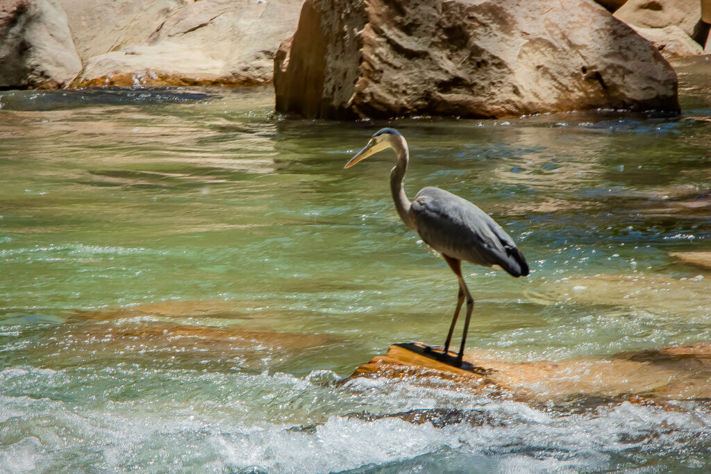 Great Blue Heron fishing along the Virgin River in Zion National Park