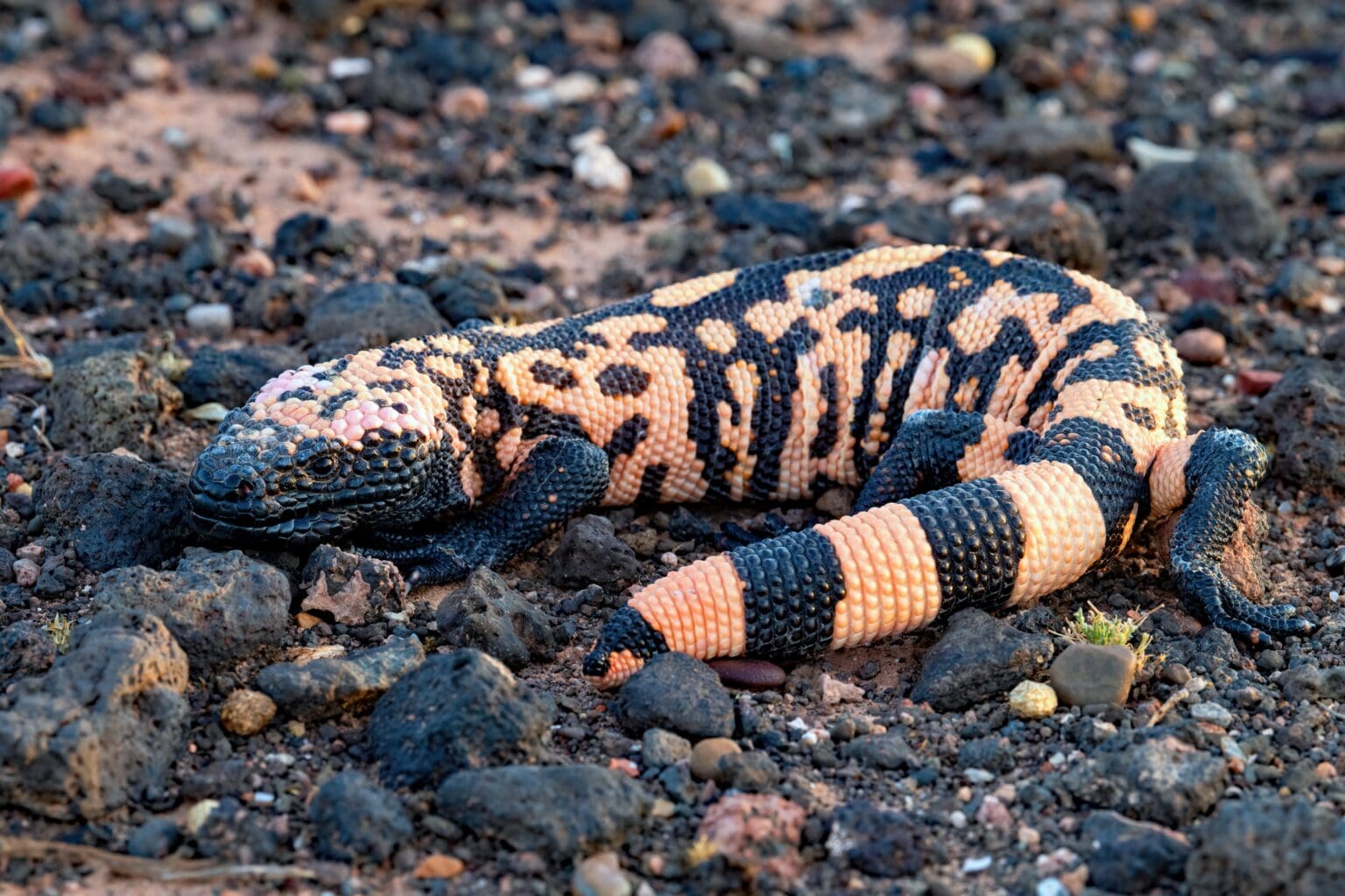 Gila Monsters: Beneath The Scales Of Utah's State Reptile - Virgin ...