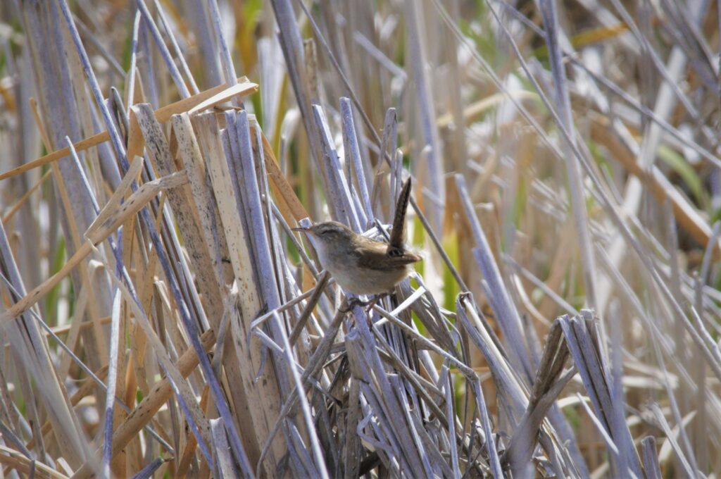 Marsh Wren