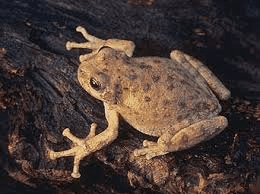 Canyon Tree Frog
