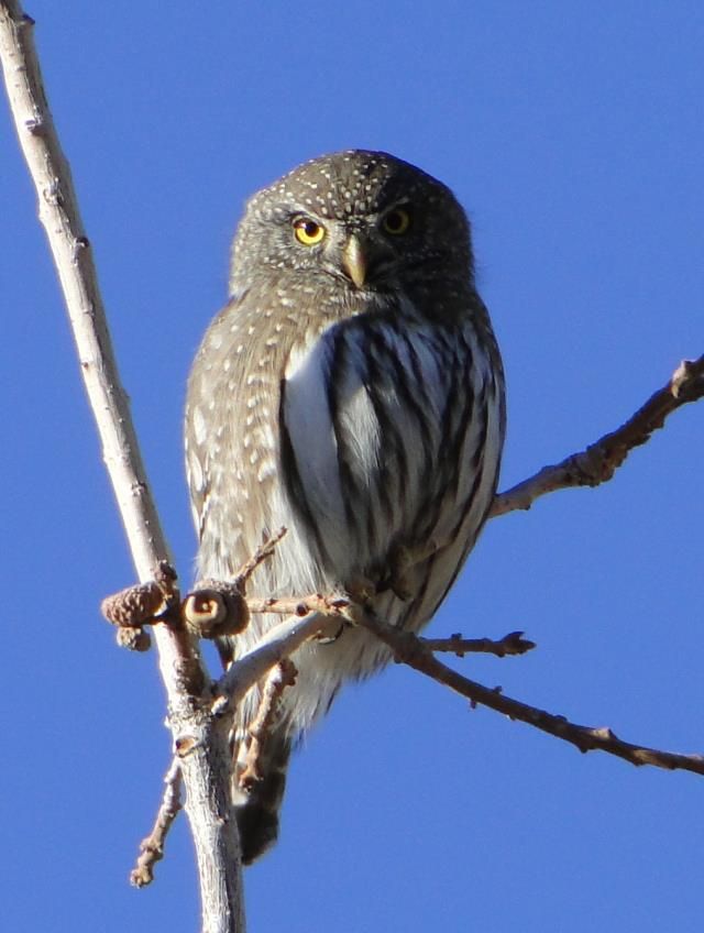 Red Cliffs Audubon Spring Blitz