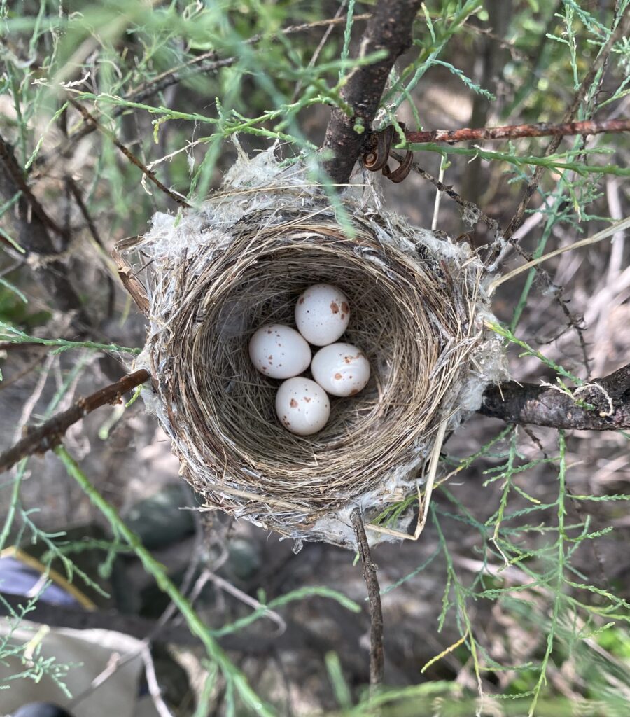 Small nest with four white eggs with a few speckles of brown