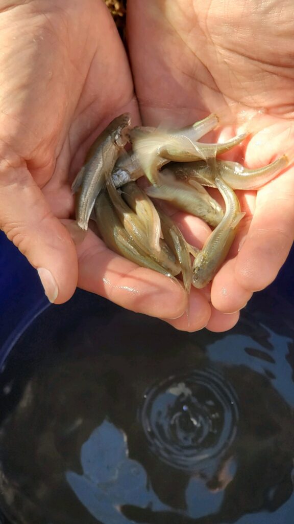 two hands holding several woundfin fish