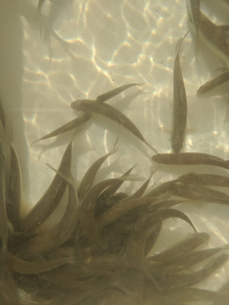 Virgin River Chub in a cooler