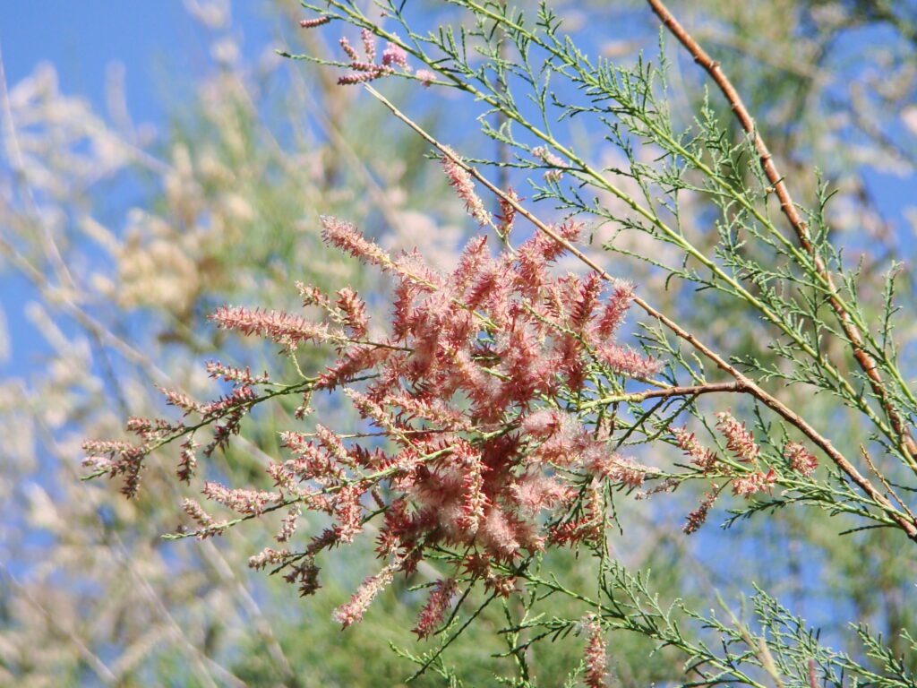 A closeup of a tamarisk branch showing small, scale-like leaves and clusters of tiny pink flowers.