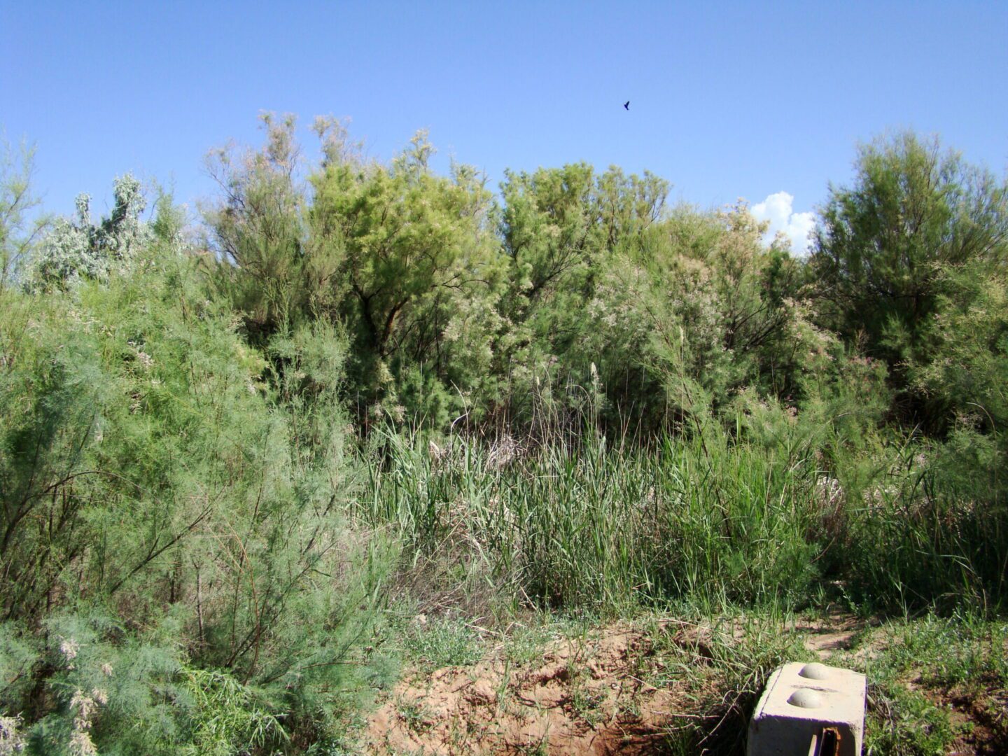 Green tamarisk trees with some flowers before tamarisk beetles eat the leaves.