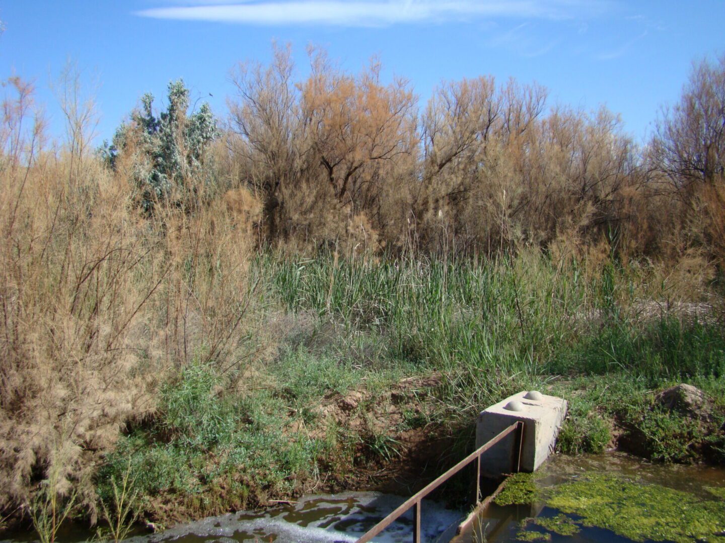 Tamarisk trees that look brown and bare after tamarisk beetles have eaten most of the leaves.