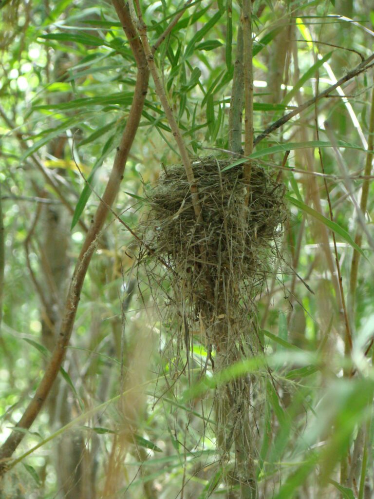 Southwestern willow flycatcher nest in coyote willow plant. Nest is cup shaped made of small twigs and grass that hangs down in strings to help disguise the nest.