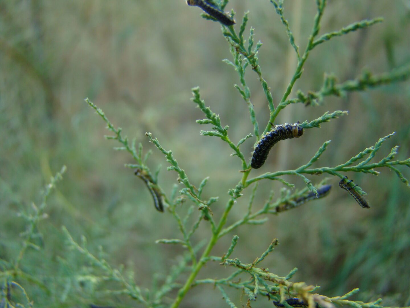 Several tamarisk beetle larvae feeding on tamarisk leaves.