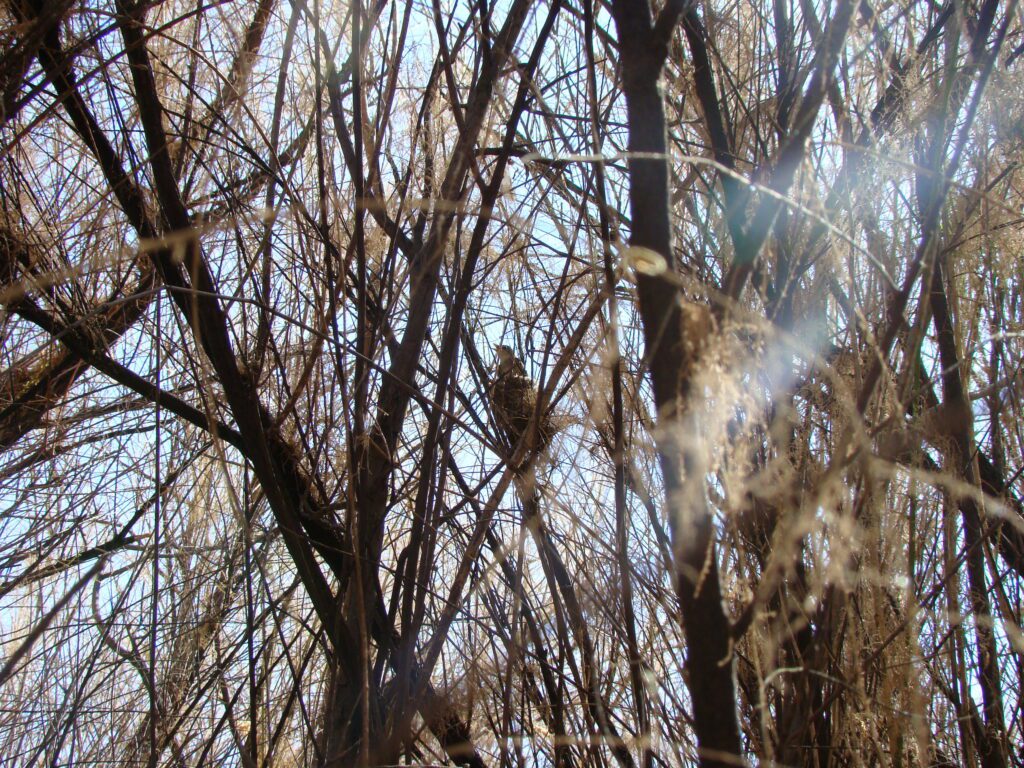 Southwestern Willow Flycatcher on nest in tamarisk tree.