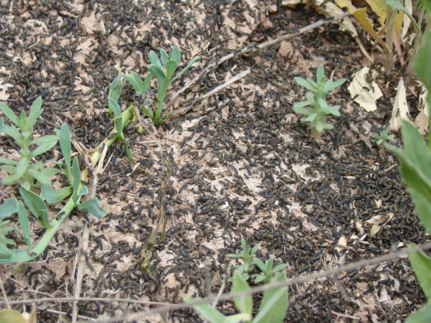A large number of tamarisk beetle larvae covering the ground