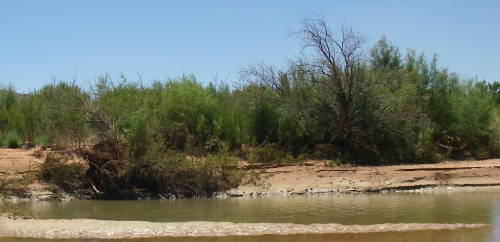 View of tamarisk along the Virgin River.
