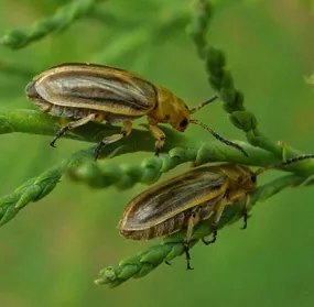 Two tamarisk beetles feeding on tamarisk leaves. The beetles are small, long and striped brownish green and yellow.
